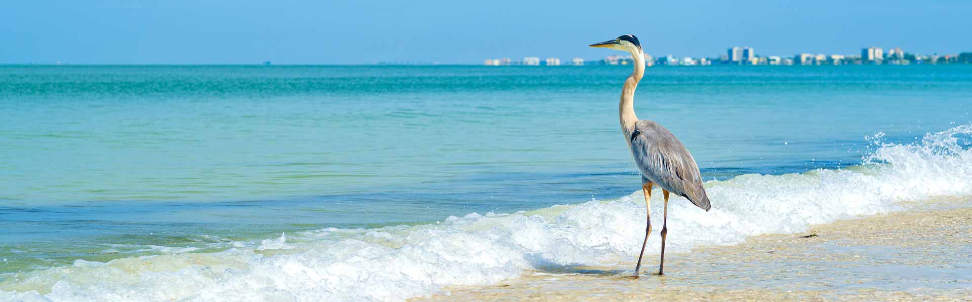 Florida sandhill crane standing on beach in crashing waves