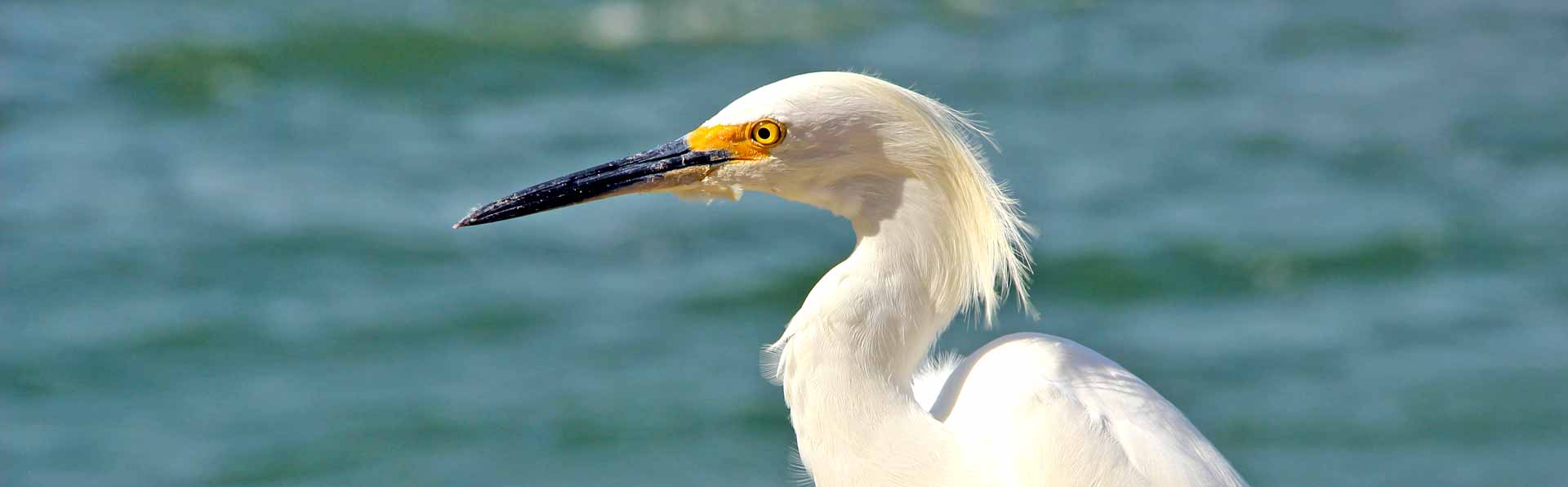 white egret florida bird
