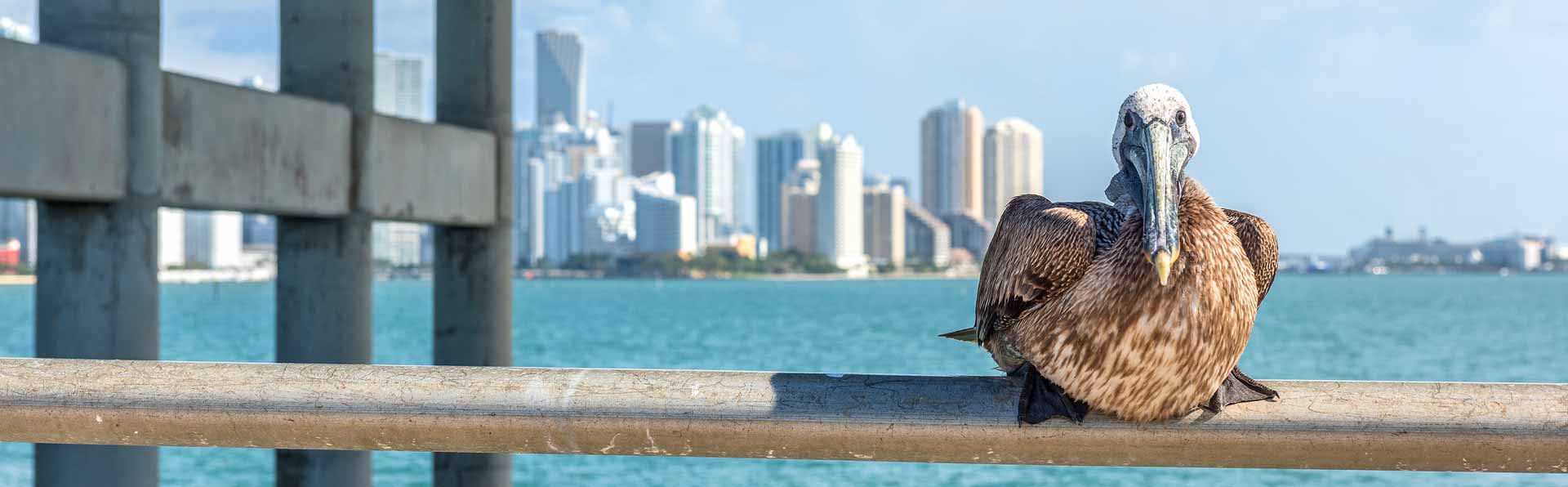 Miami Skyline with Pelican