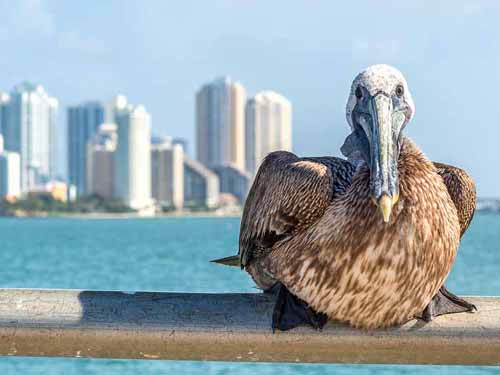 pelican with miami city view in background
