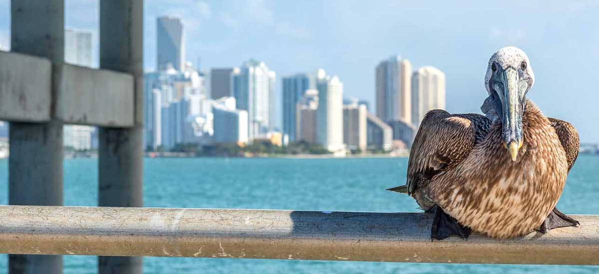 perched pelican on railing with Miami in background