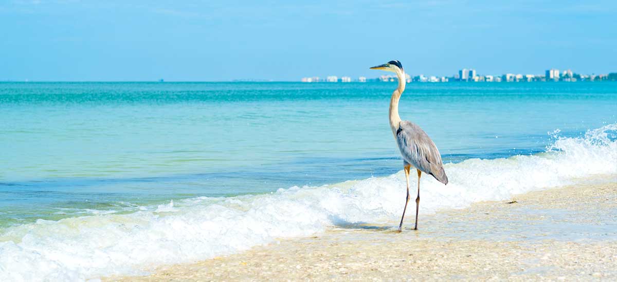 Florida wildbird enjoying wave crashing on beach